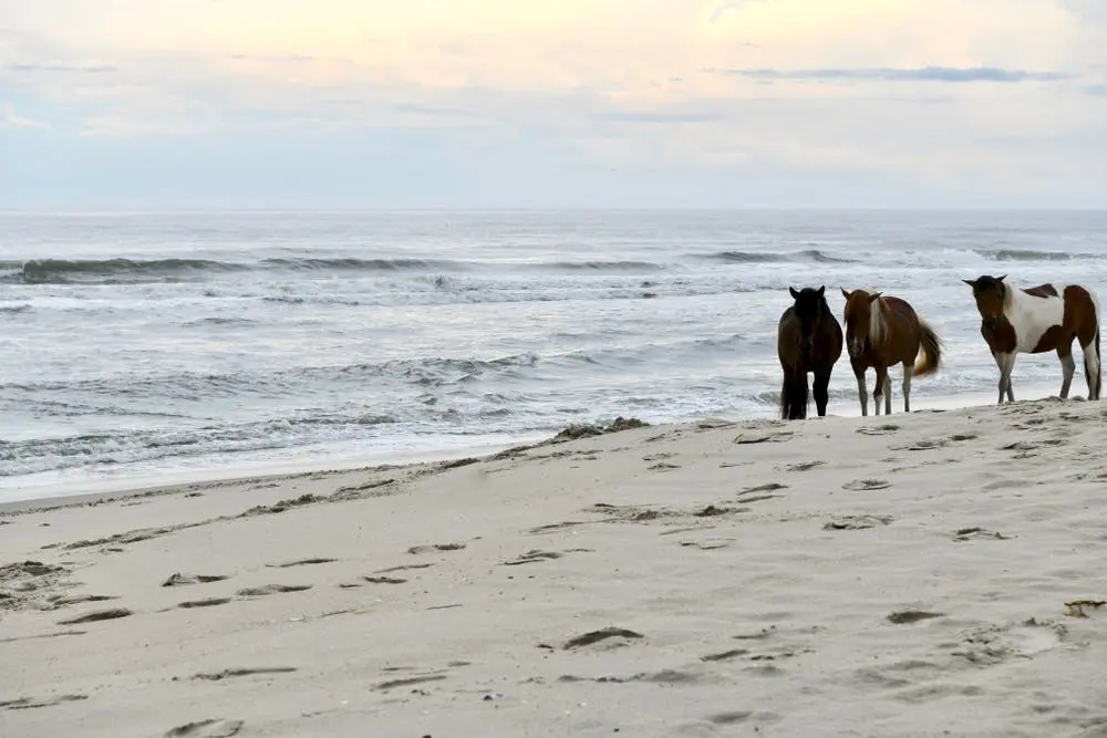 Assateague Island National Seashore