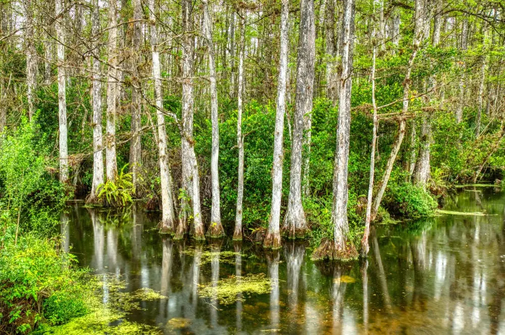 Big Cypress National Preserve