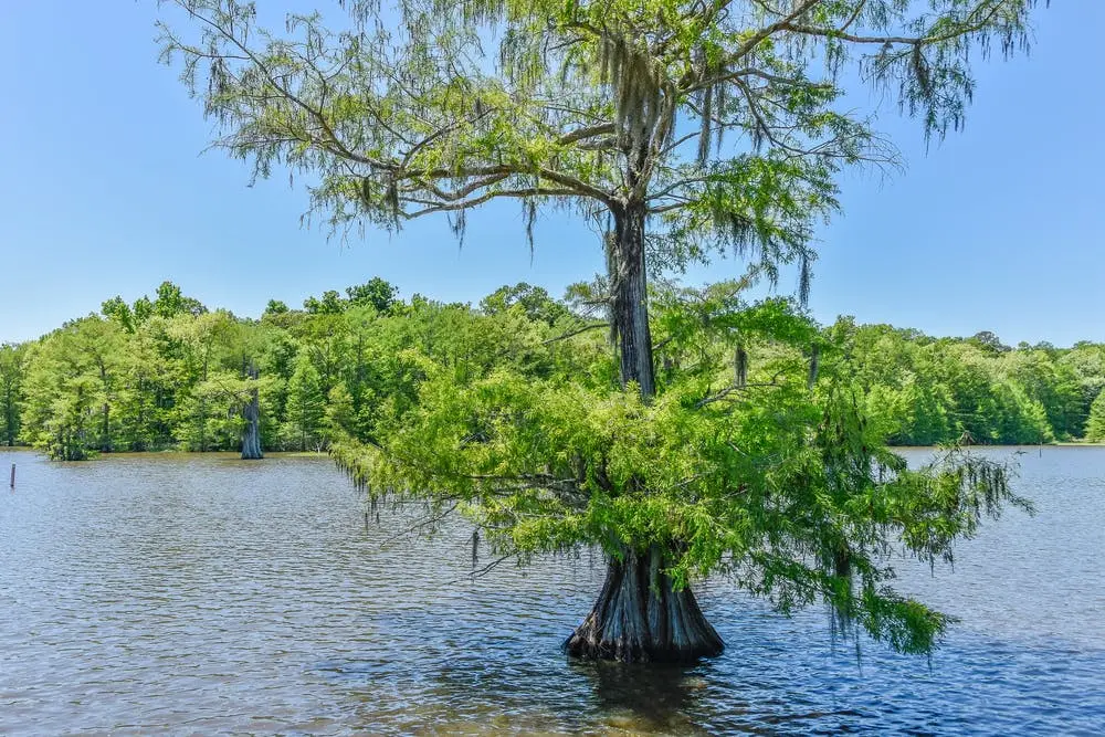 Chicot State Park