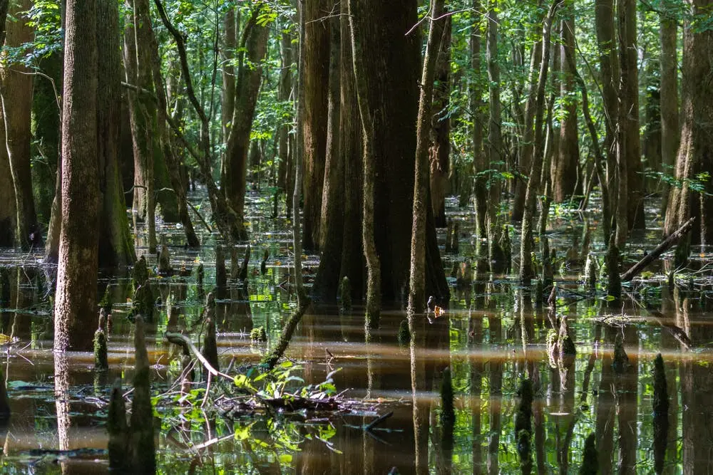 Congaree National Park