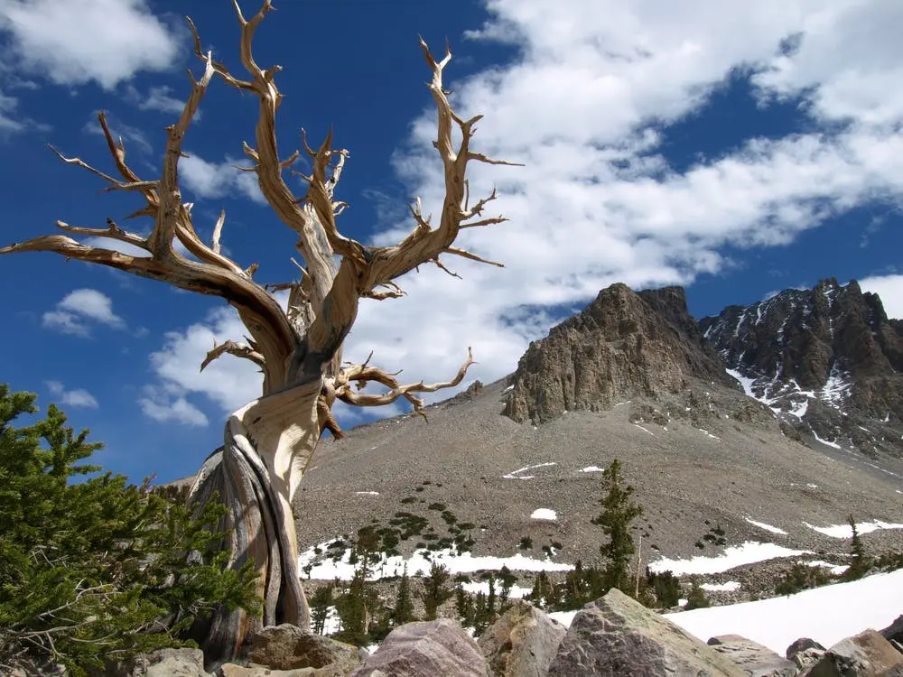 Great Basin National Park