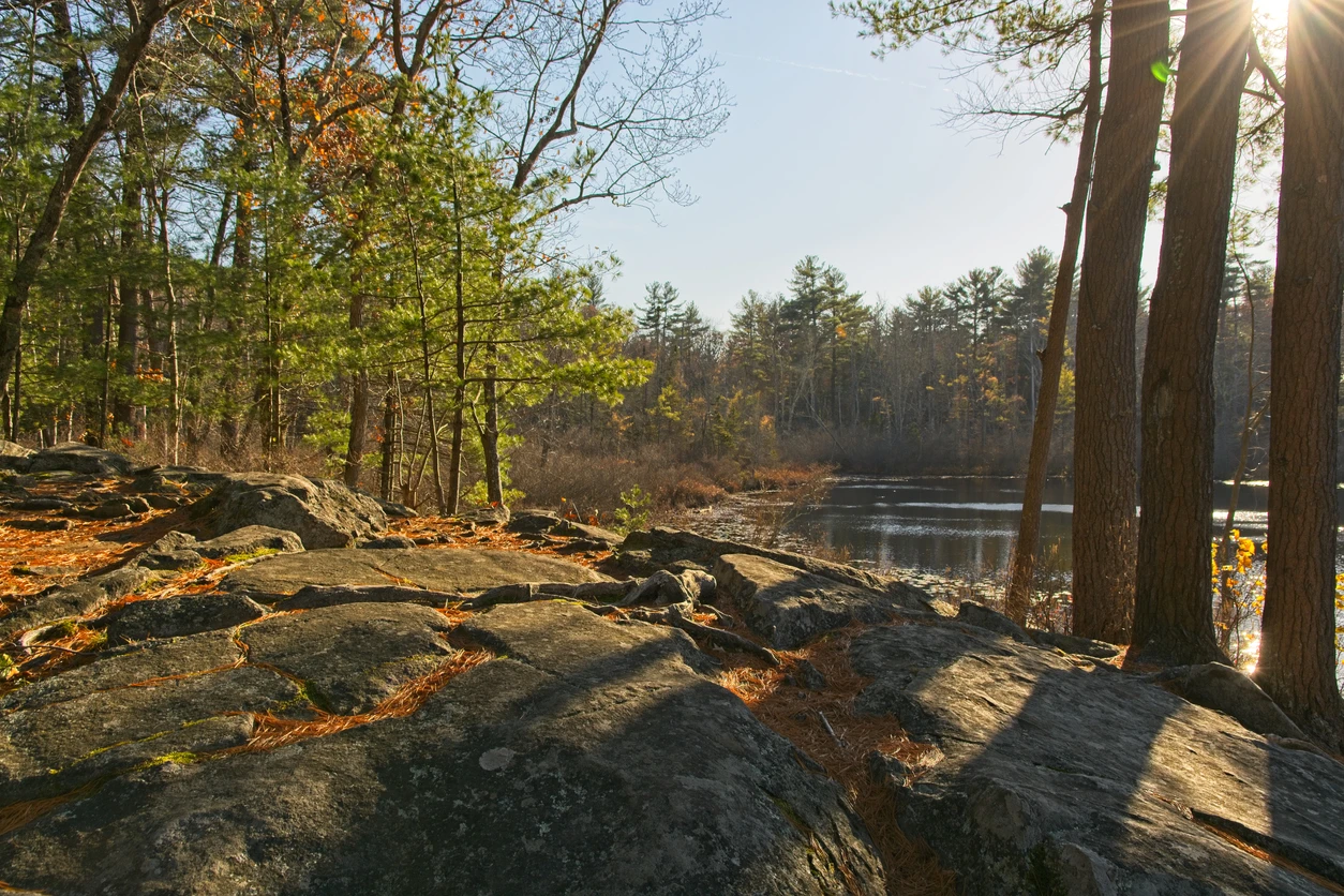 Harold Parker State Forest