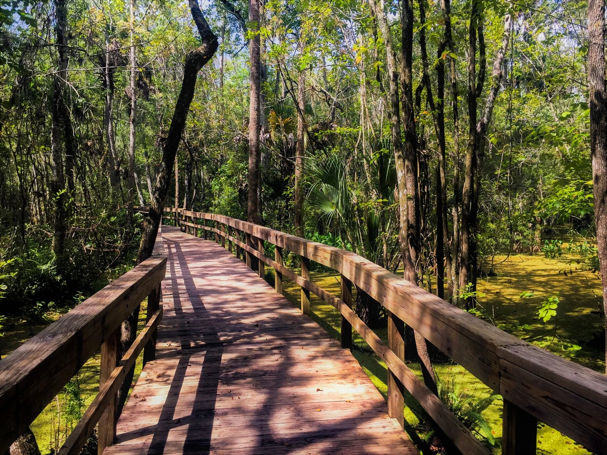 Highlands Hammock State Park