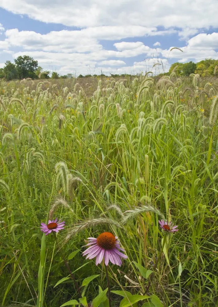 Jubilee College State Park