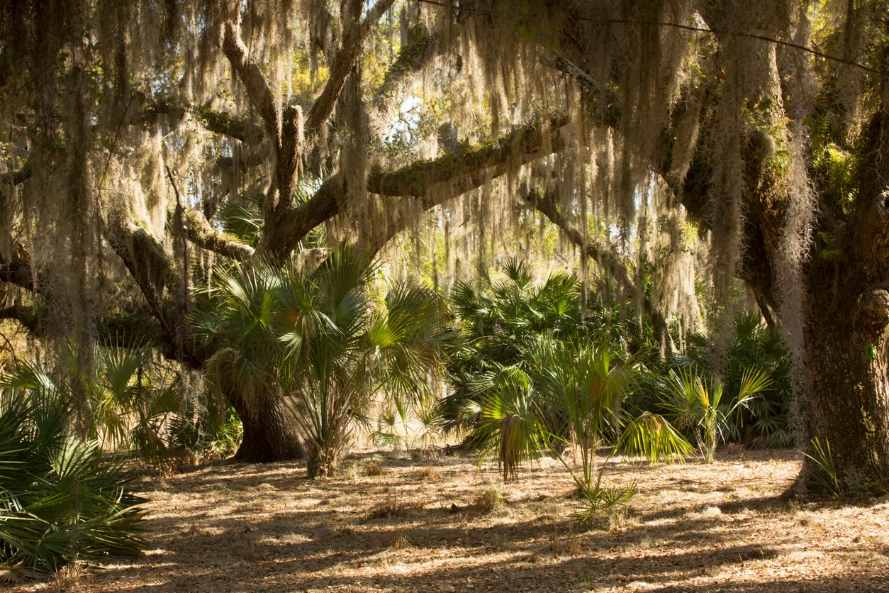 Lake Kissimmee State Park