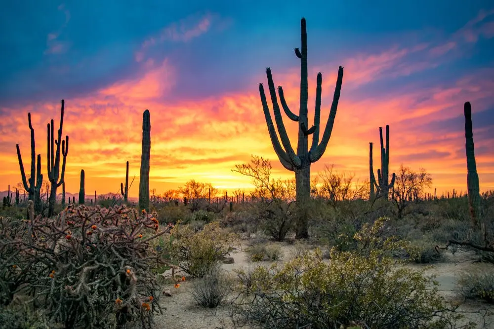 Saguaro National Park