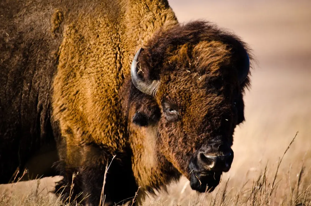 Tallgrass National Preserve