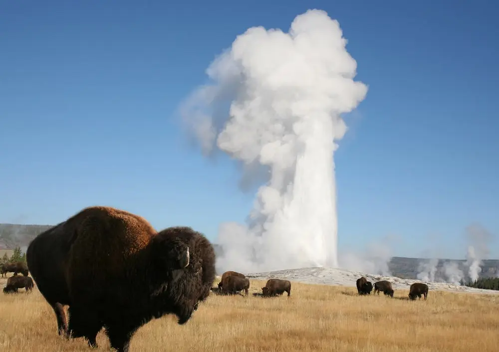 Yellowstone National Park 